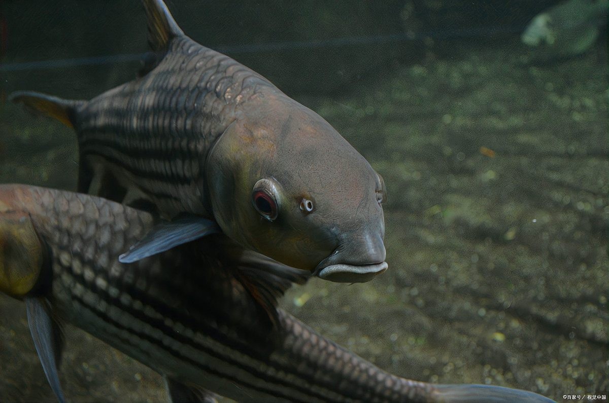 雷龍魚和戰(zhàn)船能一起養(yǎng)嗎