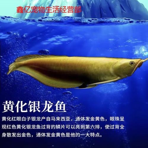 黃化銀龍魚圖片大全欣賞