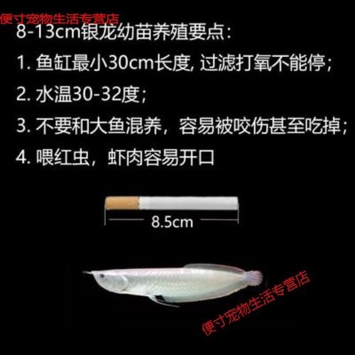 黃化銀龍魚圖片大全欣賞