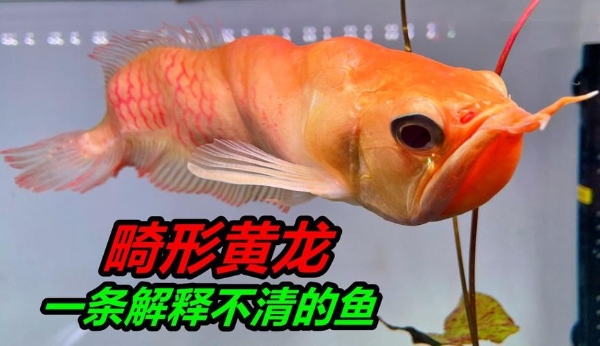 黃化銀龍魚圖片大全欣賞