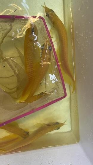 黃化銀龍魚圖片大全欣賞