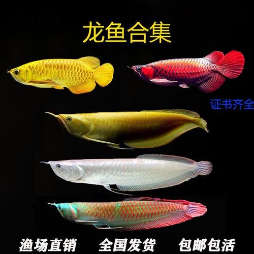 黃化銀龍魚圖片大全欣賞