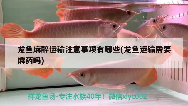 龍魚吃魚食嗎：龍魚可以吃魚食嗎