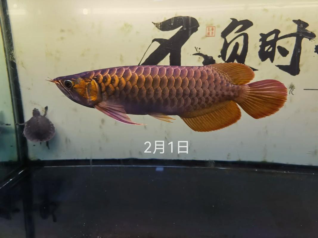 哪些品種的龍魚容易染色？
