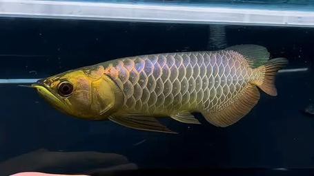 藍(lán)底金龍魚(yú)有哪些品種？