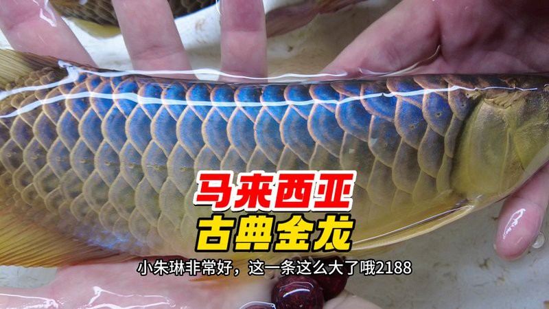 藍底金龍魚有哪些品種？