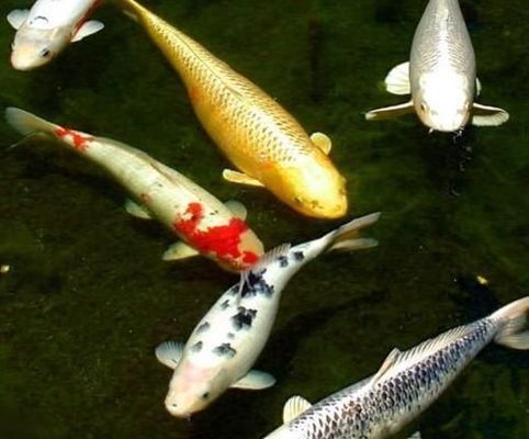 帶有龍魚的吉祥語：龍魚在風水中的具體作用