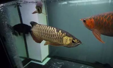龍魚與虎魚混養追打掉鱗片：在魚缸中養殖龍魚和虎魚時，需要注意它們之間的相處方式