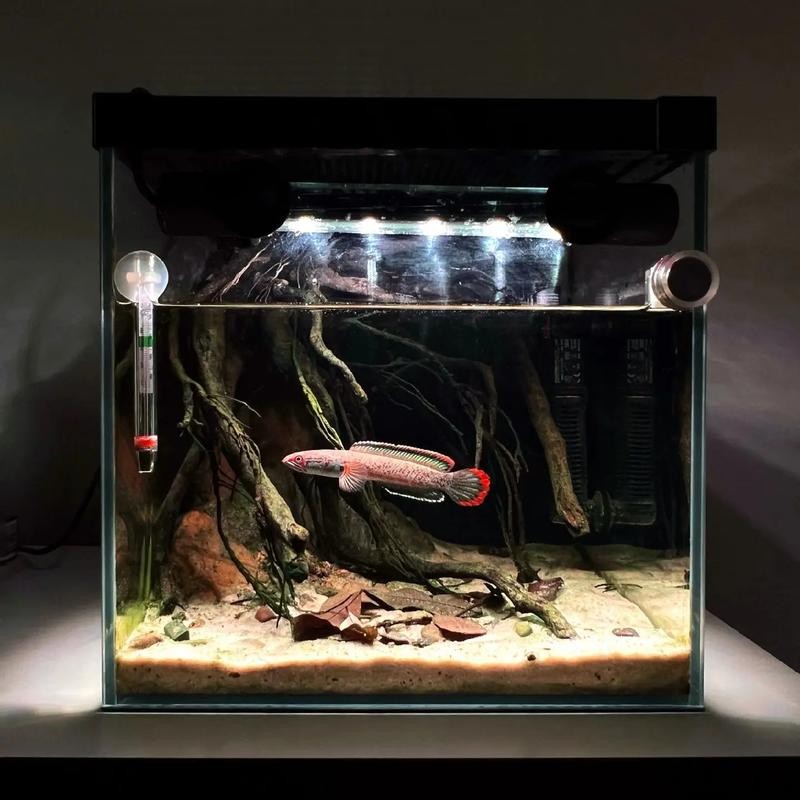 雷龍魚魚缸