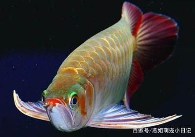 紅龍魚兇猛嗎：關于紅龍魚的兇猛程度