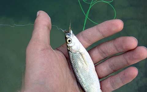 白條魚喂龍魚可以嗎：白條魚可以喂給龍魚嗎 白條魚喂龍魚可以嗎：白條魚可以喂給龍魚嗎 龍魚百科 第3張