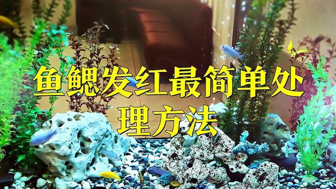 哪些因素會影響紅龍魚鰓蓋發色？ 哪些因素會影響紅龍魚鰓蓋發色？ 龍魚百科 第1張