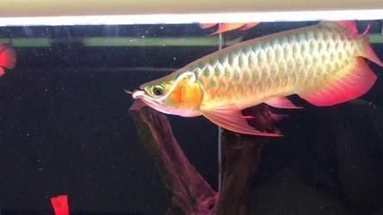 什么品種的龍魚好養(yǎng)