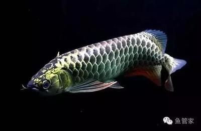 龍魚吃食少什么原因：如何判斷龍魚吃食少的問題