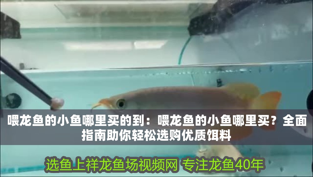 喂龍魚的小魚哪里買的到：喂龍魚的小魚哪里買？全面指南助你輕松選購優質餌料