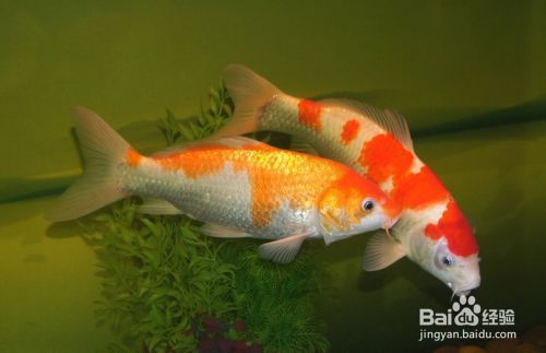 我的虎魚真菌感染了要怎么處理 龍魚缸怎么降溫:龍魚缸降溫方法 龍魚百科 龍魚缸怎么降溫:龍魚缸降溫方法 龍魚缸怎么降溫:龍魚缸降溫方法 龍魚百科