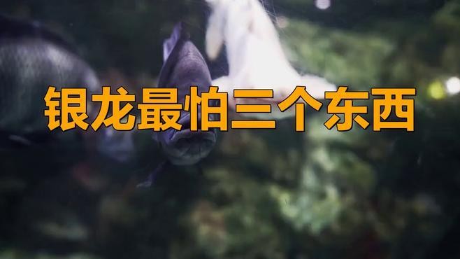 銀龍魚可以跟什么魚混養一起養殖