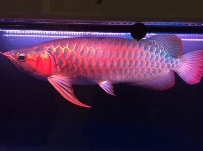 買賣龍魚犯法嗎知乎：買賣龍魚是否犯法