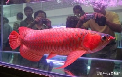 買賣龍魚犯法嗎知乎：買賣龍魚是否犯法