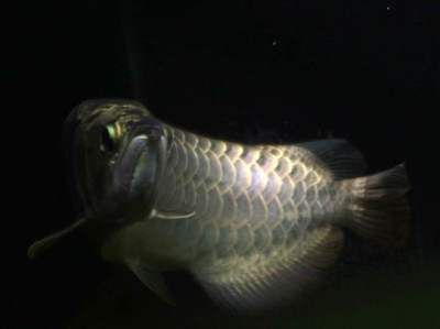 龍魚沖浪泵的正確位置圖：龍魚沖浪泵的正確位置