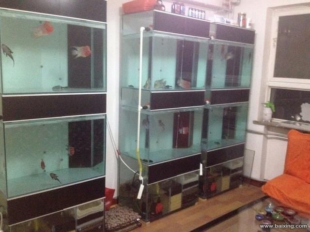 龍魚換魚缸：更換龍魚的魚缸需要謹慎處理的幾點關鍵事項 龍魚換魚缸：更換龍魚的魚缸需要謹慎處理的幾點關鍵事項 龍魚百科 第3張