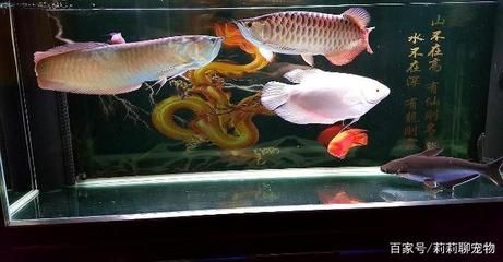 龍魚怎么挑選：挑選龍魚時(shí)需要考慮多個(gè)因素，