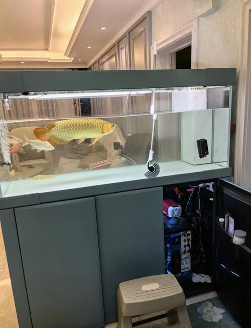 龍魚黑缸是什么缸圖片大全