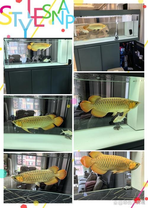 龍魚黑缸是什么缸圖片大全