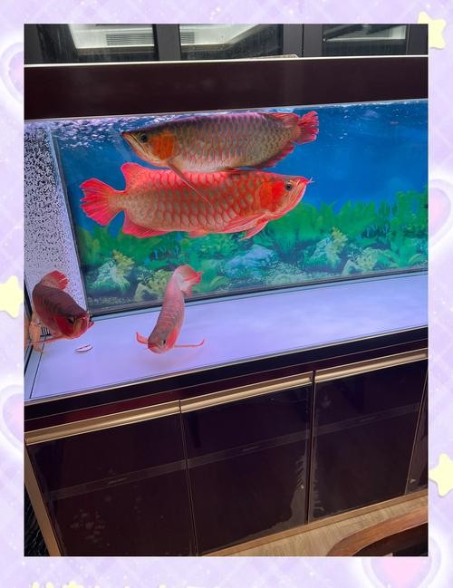 龍魚黑缸是什么缸圖片大全