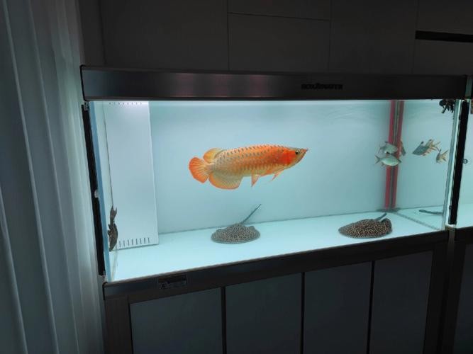 龍魚黑缸是什么缸圖片大全