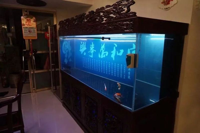 龍魚黑缸是什么缸圖片大全