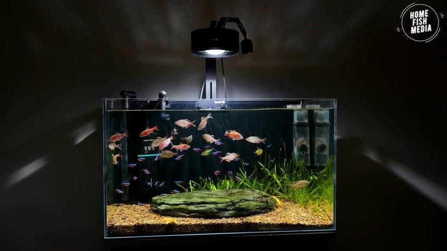 龍魚黑缸是什么缸圖片大全