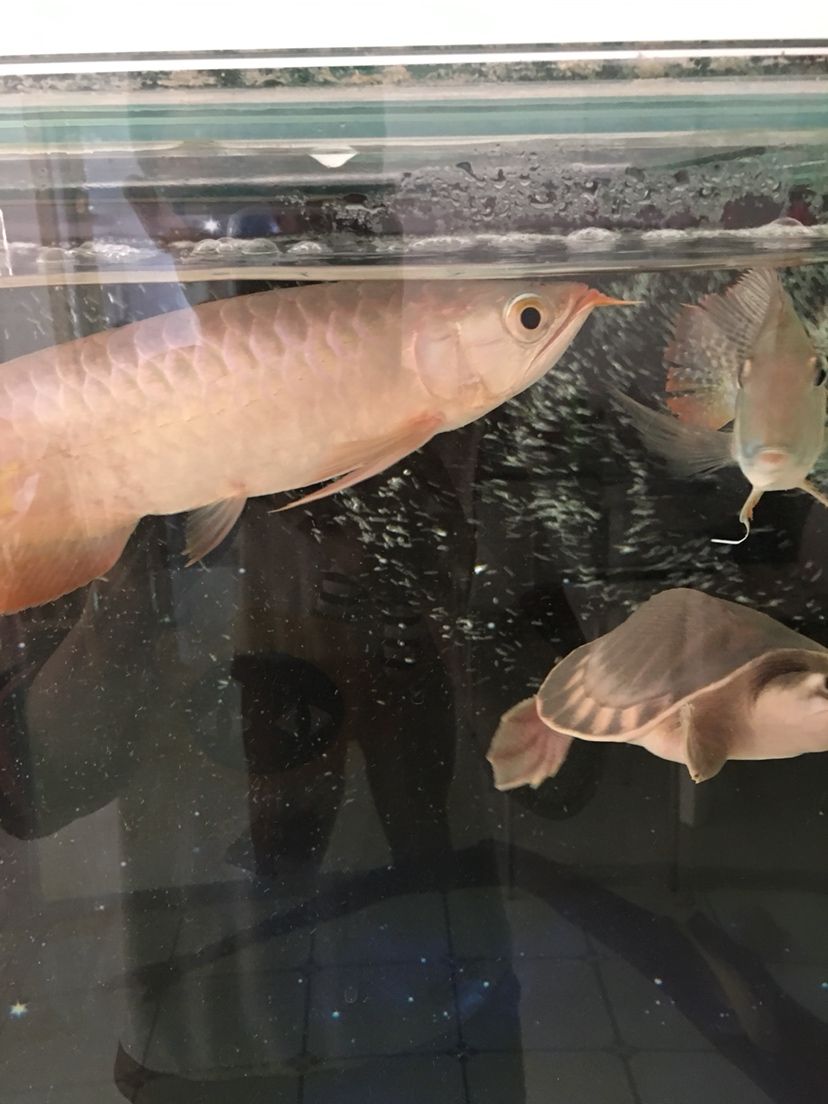 大神幫忙看看這魚怎么樣不能是號半吧