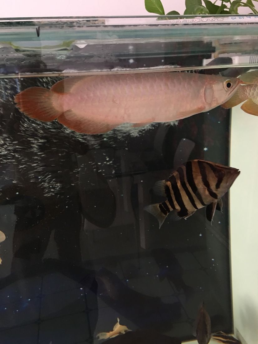 大神幫忙看看這魚怎么樣不能是號半吧
