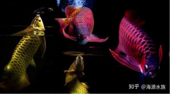 除了養(yǎng)龍魚(yú)還可以養(yǎng)什么