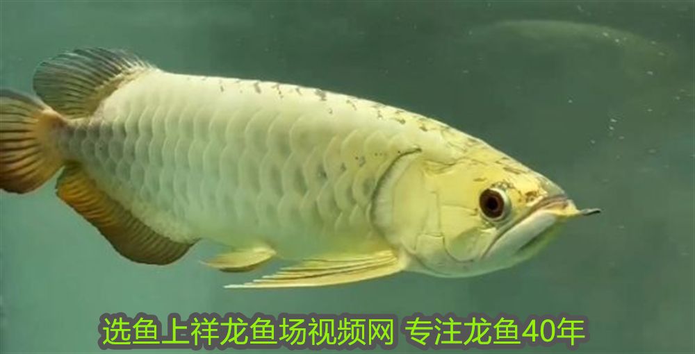 養(yǎng)龍魚需要檢疫嗎最新消息：養(yǎng)龍魚需要檢疫嗎？最新消息與專業(yè)建議
