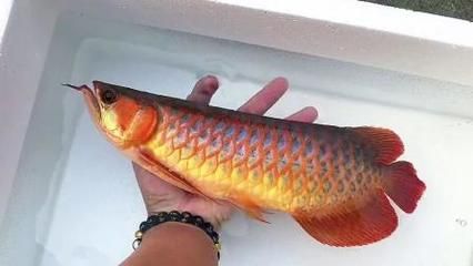 印尼紅龍魚價格表最新：印尼紅龍魚價格