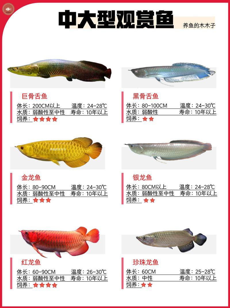 廣州金龍魚批發(fā)價(jià)格表最新圖片 廣州金龍魚批發(fā)價(jià)格表最新圖片 龍魚百科 第19張