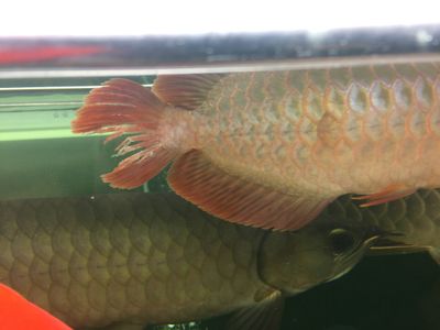 龍魚怎么尾巴一半紅一半藍是啥龍(龍魚尾巴一半紅一半藍是啥龍) 龍魚百科 第1張 龍魚怎么尾巴一半紅一半藍是啥龍(龍魚尾巴一半紅一半藍是啥龍) 龍魚怎么尾巴一半紅一半藍是啥龍(龍魚尾巴一半紅一半藍是啥龍) 龍魚百科 第1張