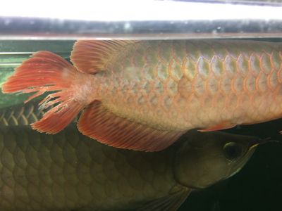 龍魚怎么尾巴一半紅一半藍是啥龍(龍魚尾巴一半紅一半藍是啥龍) 龍魚百科 第5張 龍魚怎么尾巴一半紅一半藍是啥龍(龍魚尾巴一半紅一半藍是啥龍) 龍魚怎么尾巴一半紅一半藍是啥龍(龍魚尾巴一半紅一半藍是啥龍) 龍魚百科 第5張