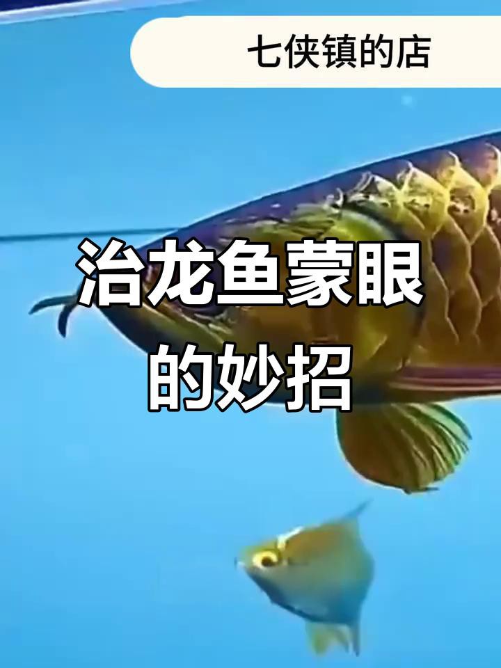 如何治療龍魚的白眼病？ 如何治療龍魚的白眼病？ 龍魚百科 第4張