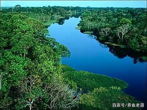 銀龍魚在缸底游 銀龍魚在缸底游 龍魚百科 第4張