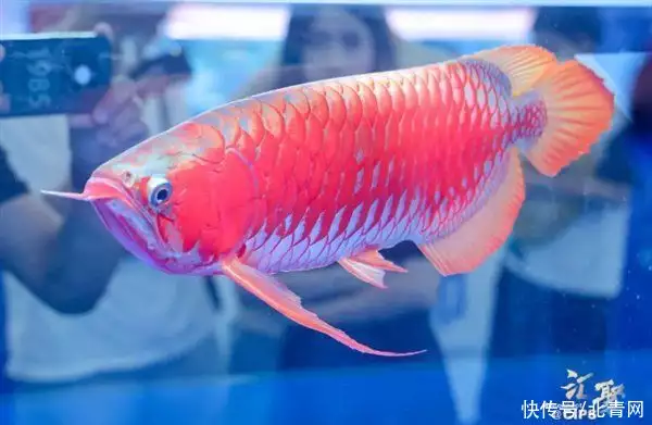 一條魚能抵一套房？驚到了<strong><mark>梁山</mark></strong>雖有108將，絕世高手卻只有1位，一流高手7位，別的都不入流