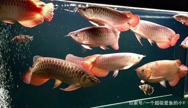 紅龍魚適合混養(yǎng)嗎（紅龍魚可以混養(yǎng)什么魚）