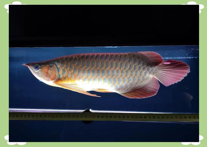 過背金龍魚爬背區(qū)分圖解