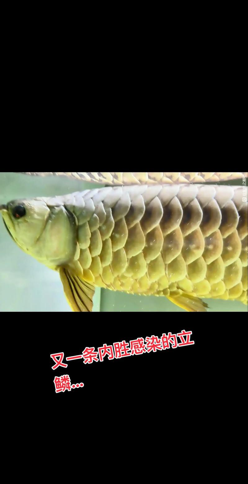 過背金龍魚爬背區(qū)分圖解