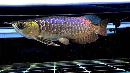 過背金龍魚爬背區(qū)分圖解