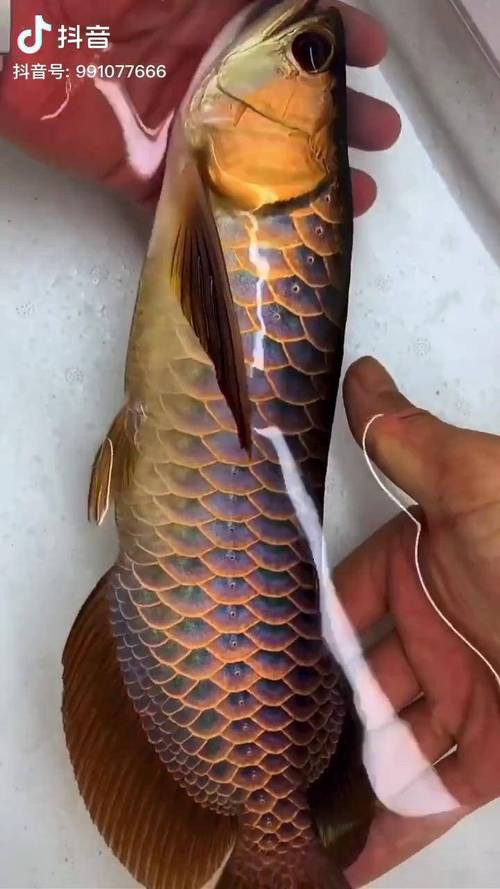 過背金龍魚爬背區(qū)分圖解