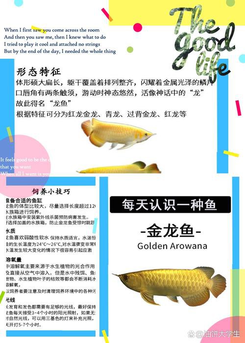 過背金龍魚爬背區(qū)分圖解