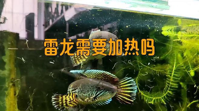 什么雷龍魚不需要加溫